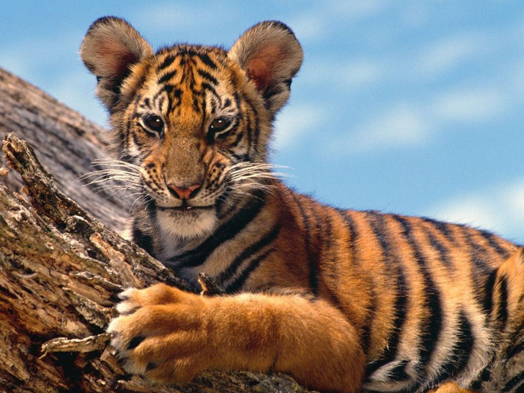 zvířata...na každém je něco krásného a fascinujícího