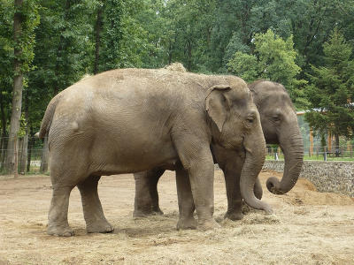 zvířata...na každém je něco krásného a fascinujícího
