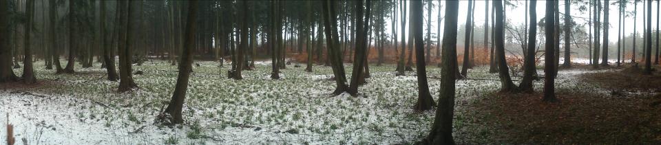 Tania´s treasure 11