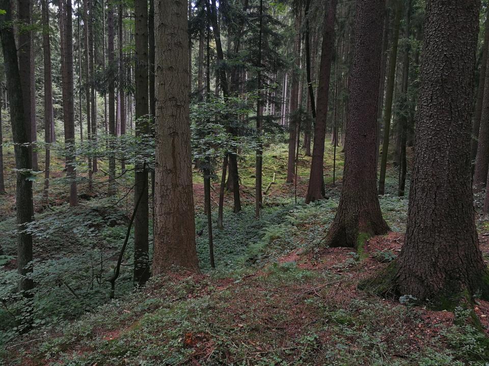 Tania´s treasure 24