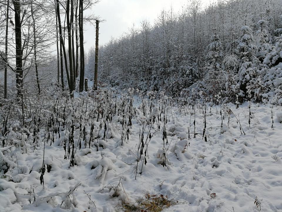 Tania´s treasure 31