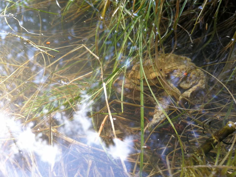 Tania´s treasure 33