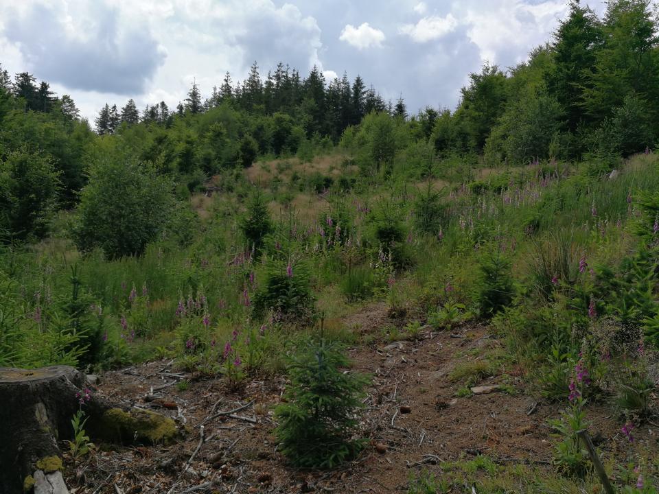 Tania´s treasure 35