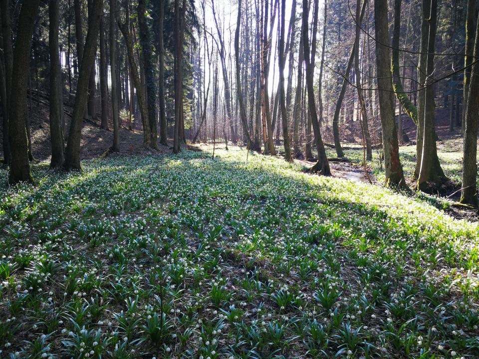 Tania´s treasure 38