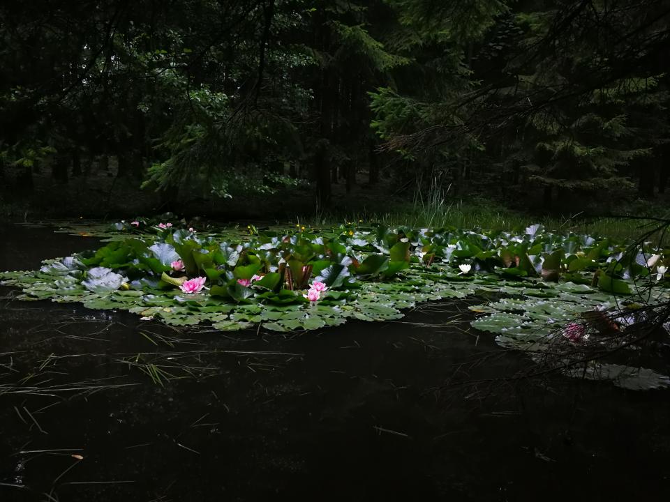 Tania´s treasure 39