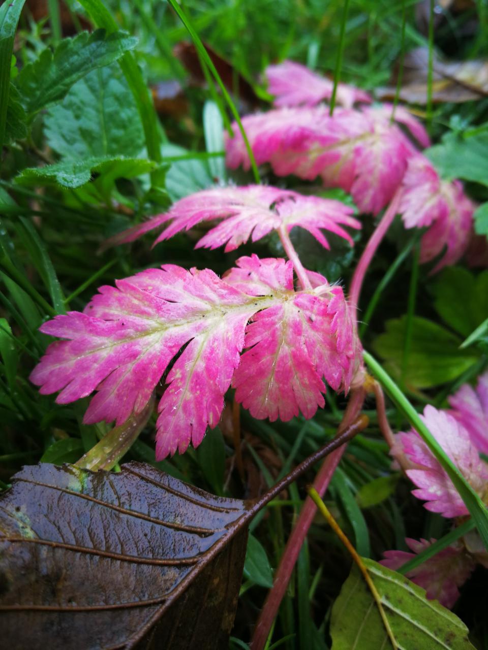 Tania´s treasure 41