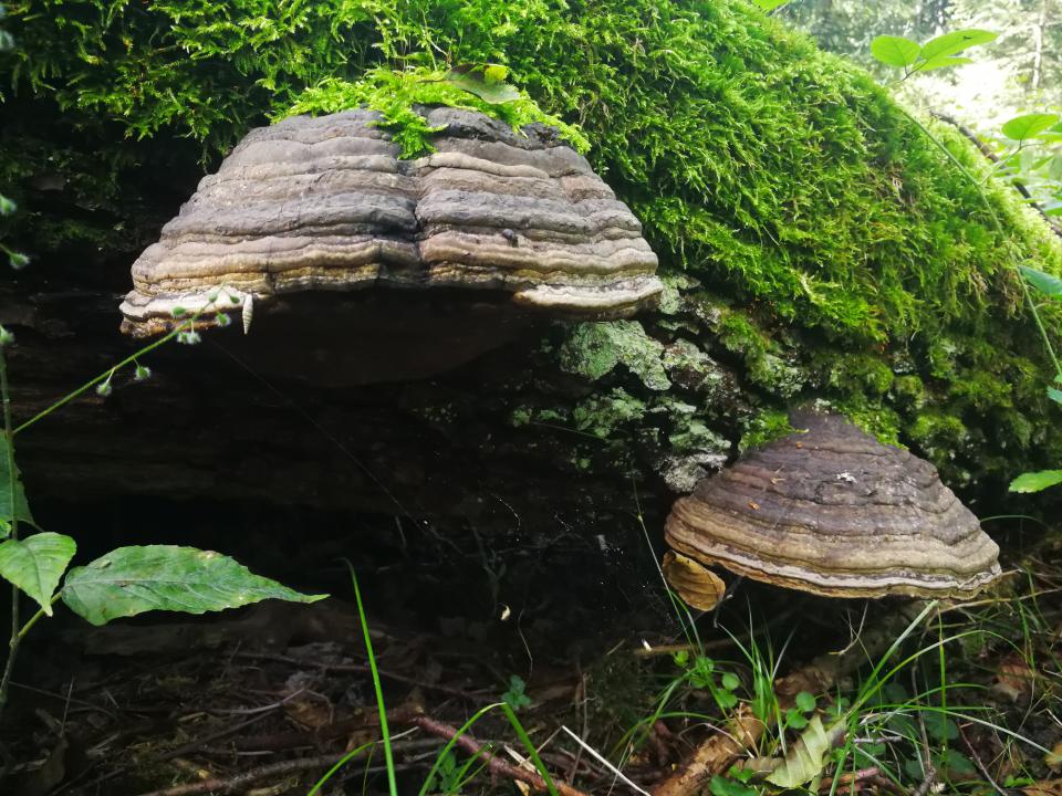 Tania´s treasure 44