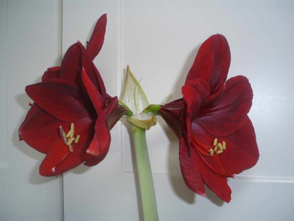 Amarylis