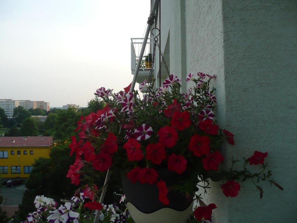Na jižním balkoně 2012 - závěsný květináč