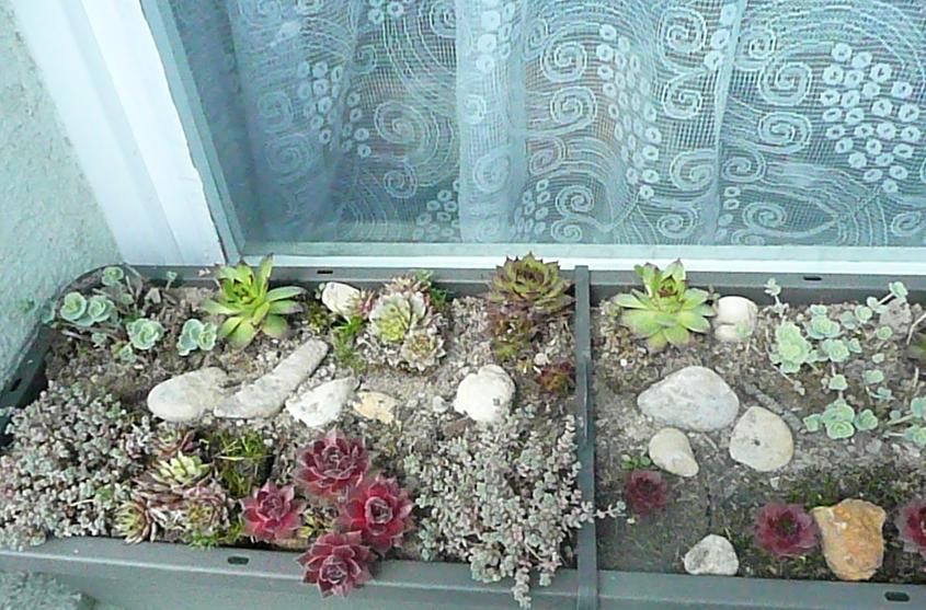 kytičky-moje láska