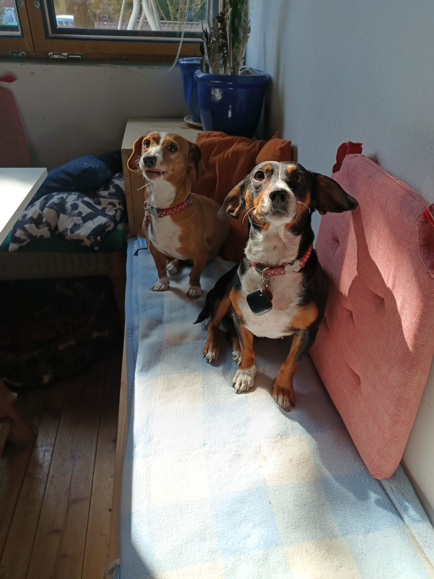 Moje holky - Sara a Jackie