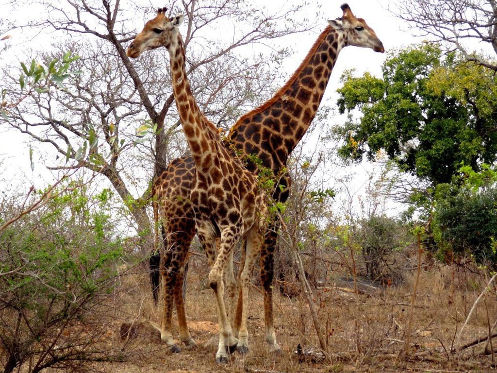 Žirafí dáma a její galantní síťovaný dlouhokrký nápadník :-)