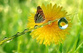 Životodárná kapička rosy