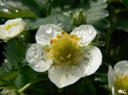 Životodárná kapička rosy