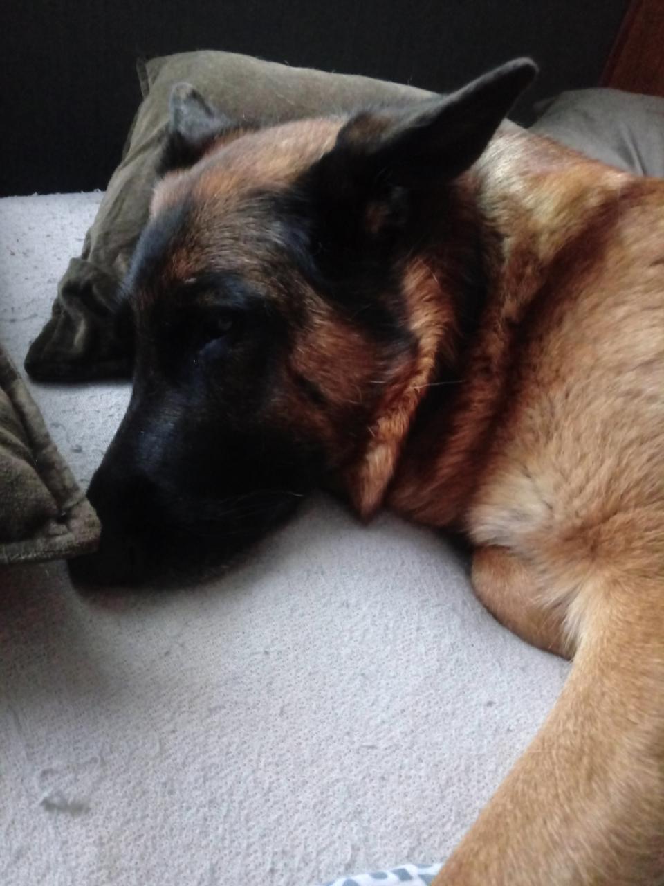 The dog Amy