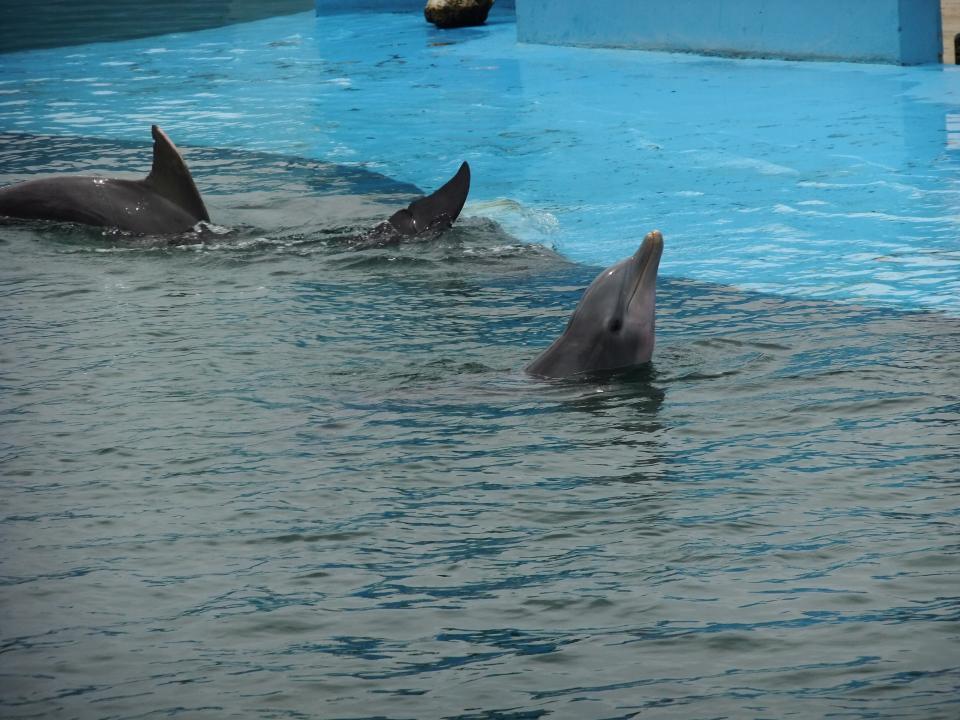 delfinci
