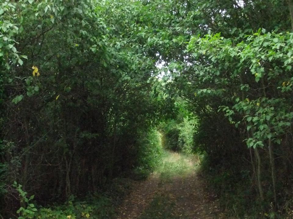 cesta z džungle