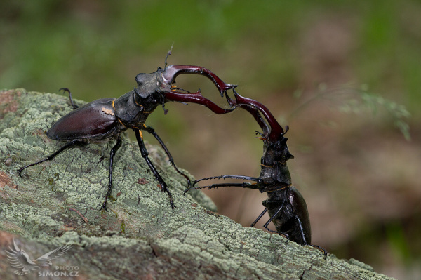 Příroda kolem nás