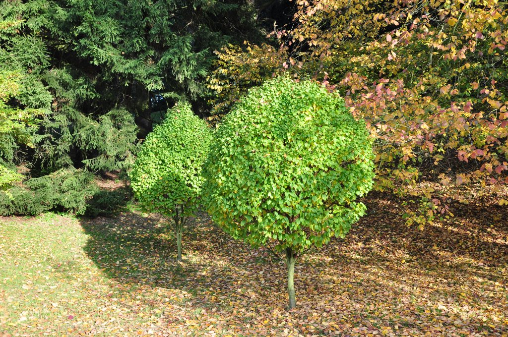 Park Průhonice 9.10 2010