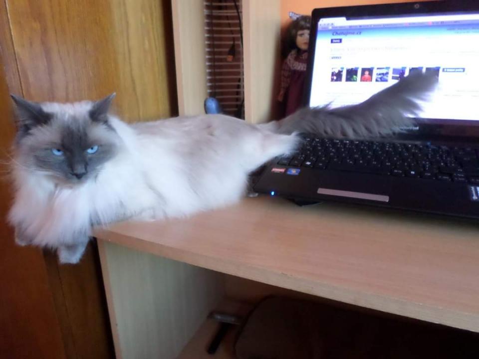 nova