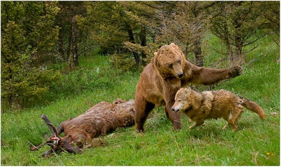 Волк против медведя. Медведи Гризли против волки. Бурый медведь против волка.