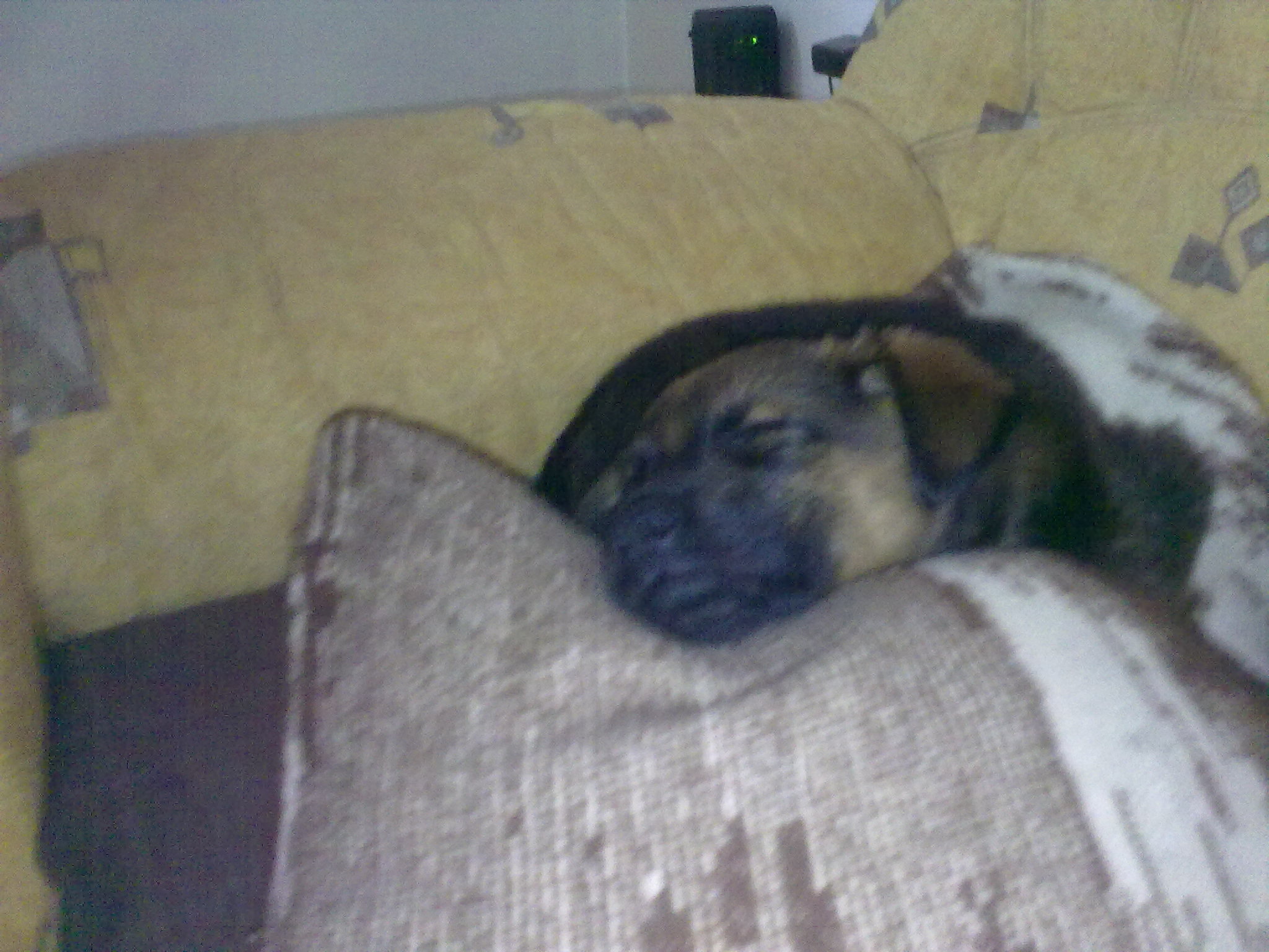 náš nový miláček Denny