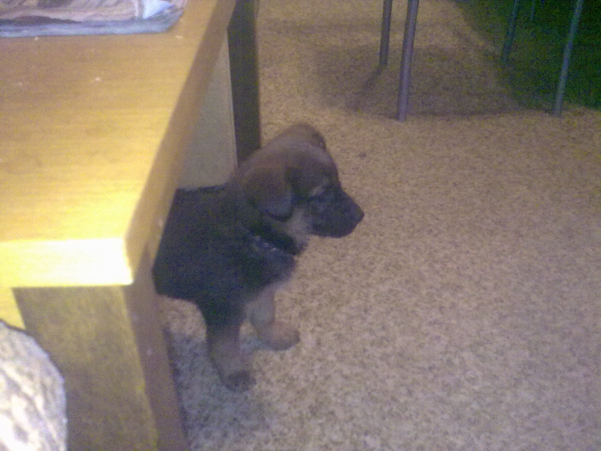 náš nový miláček Denny