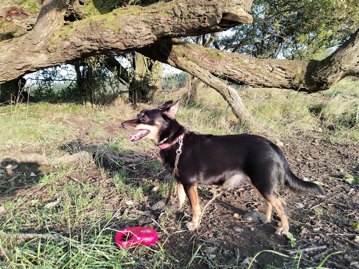 roman.schiller@seznam.cz