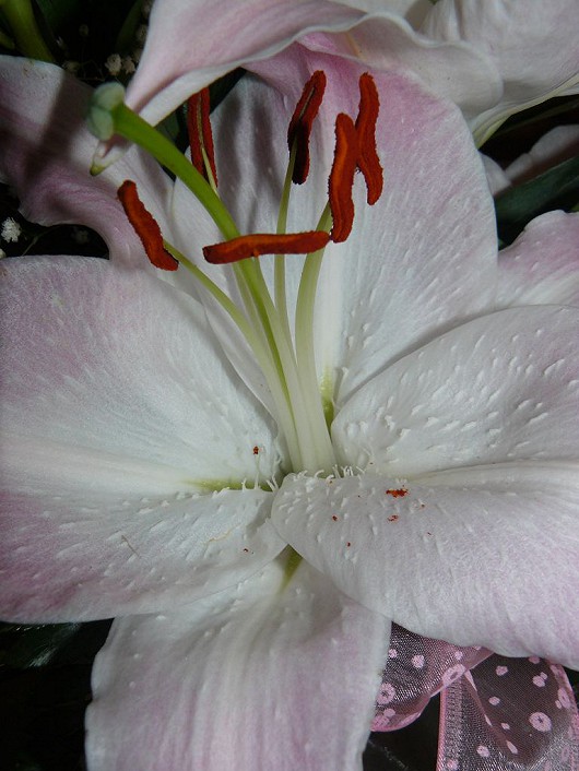 kyticky a jiné obrázky