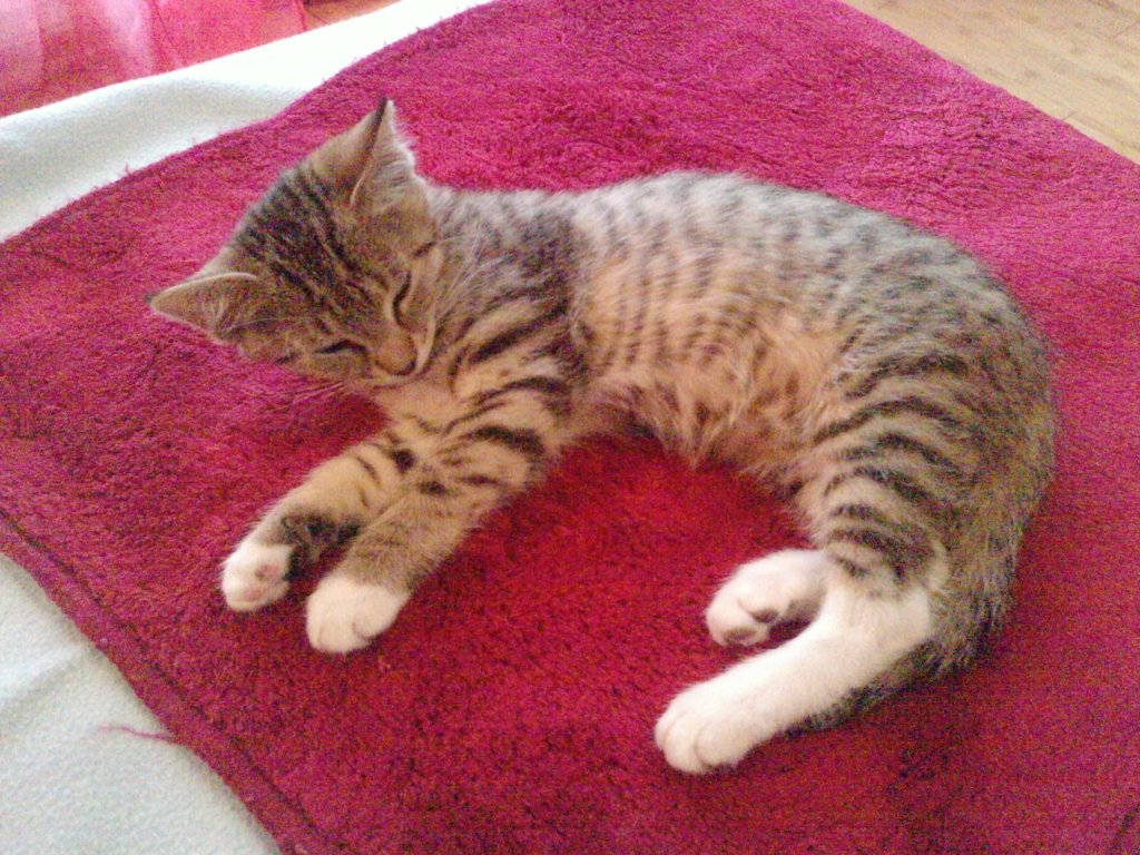 2011 S dcerou, Míšou v botanické zahradě v Tepliccích ...