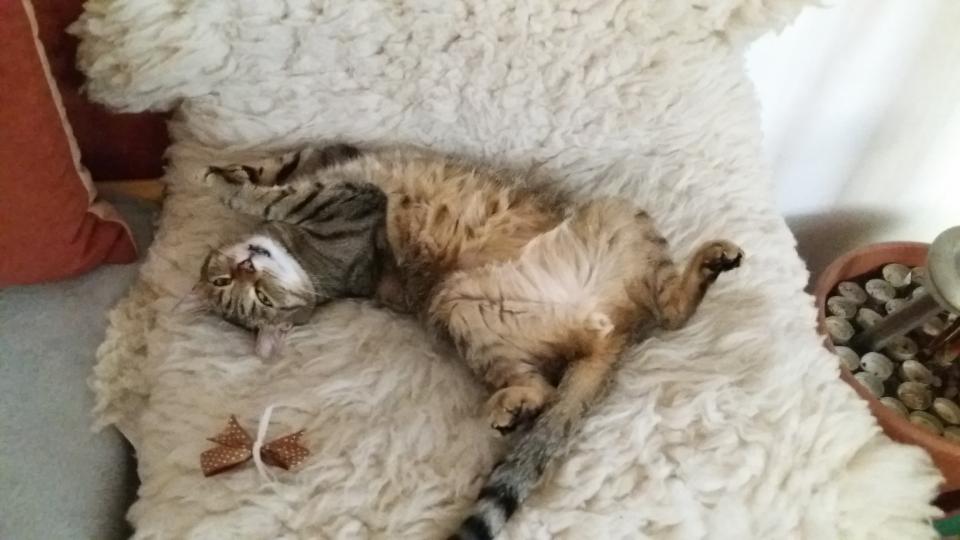 Moureček srpen 2018