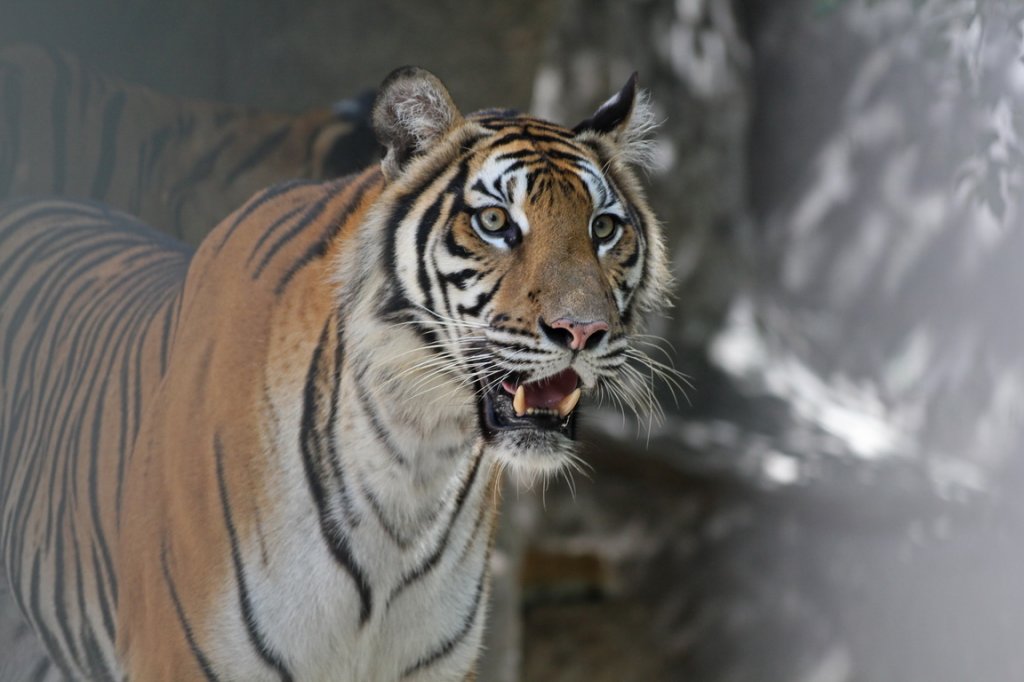 Tiger zoo Sri rarcha Thajs