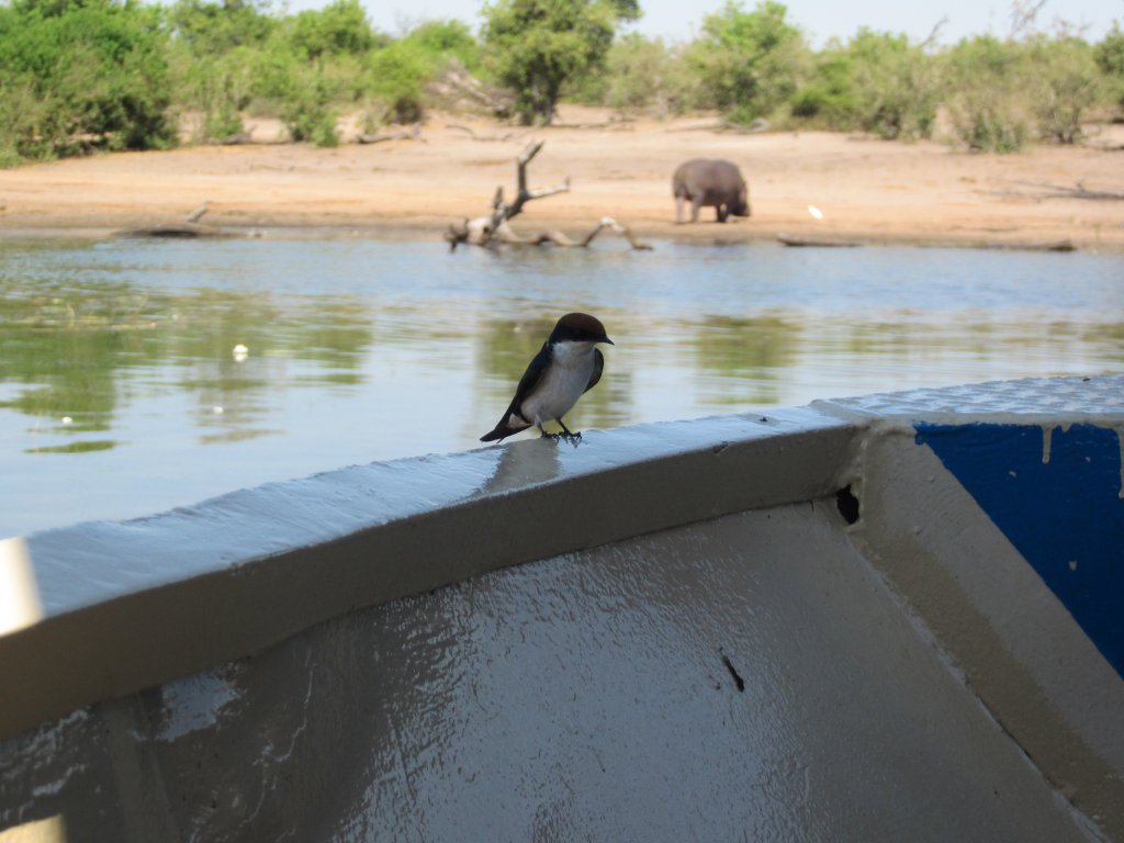 Afrika