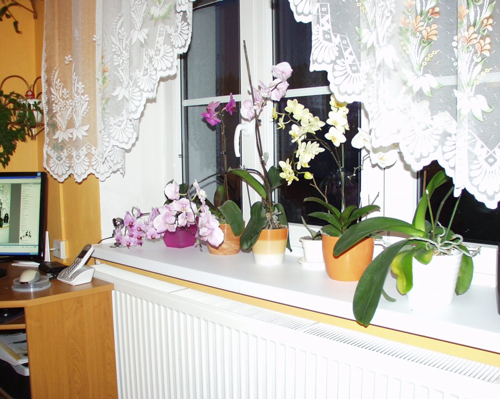 moje chlouba orchideje