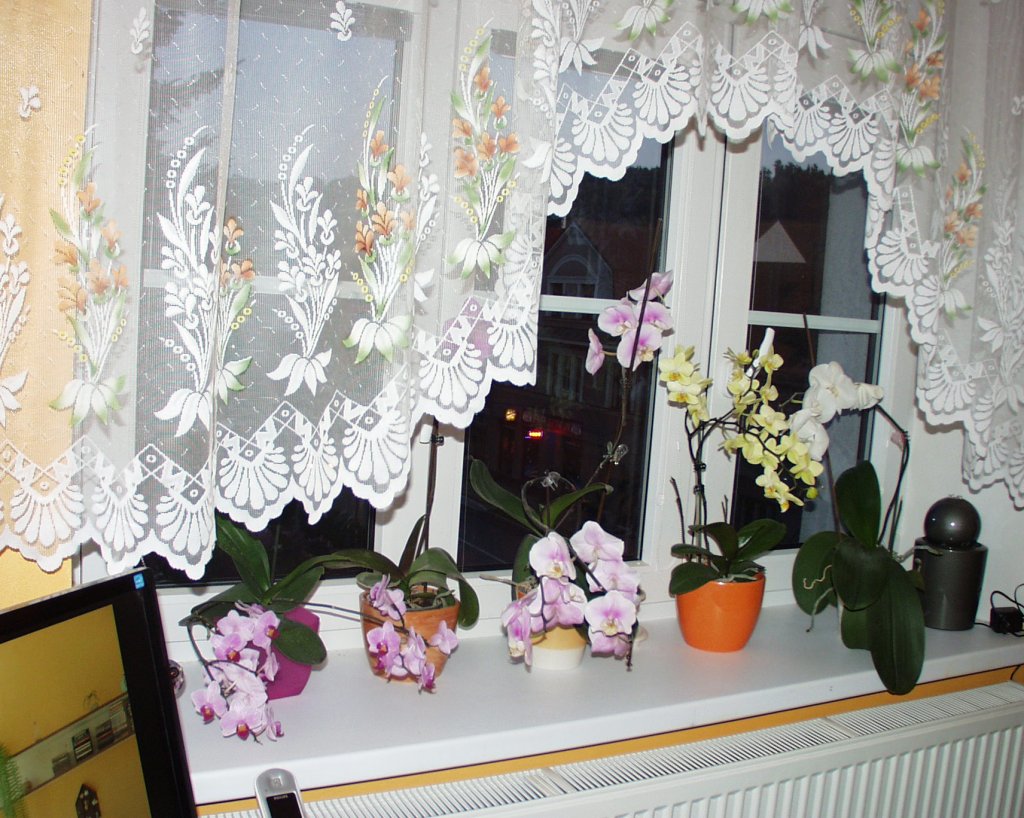 moje chlouba orchideje