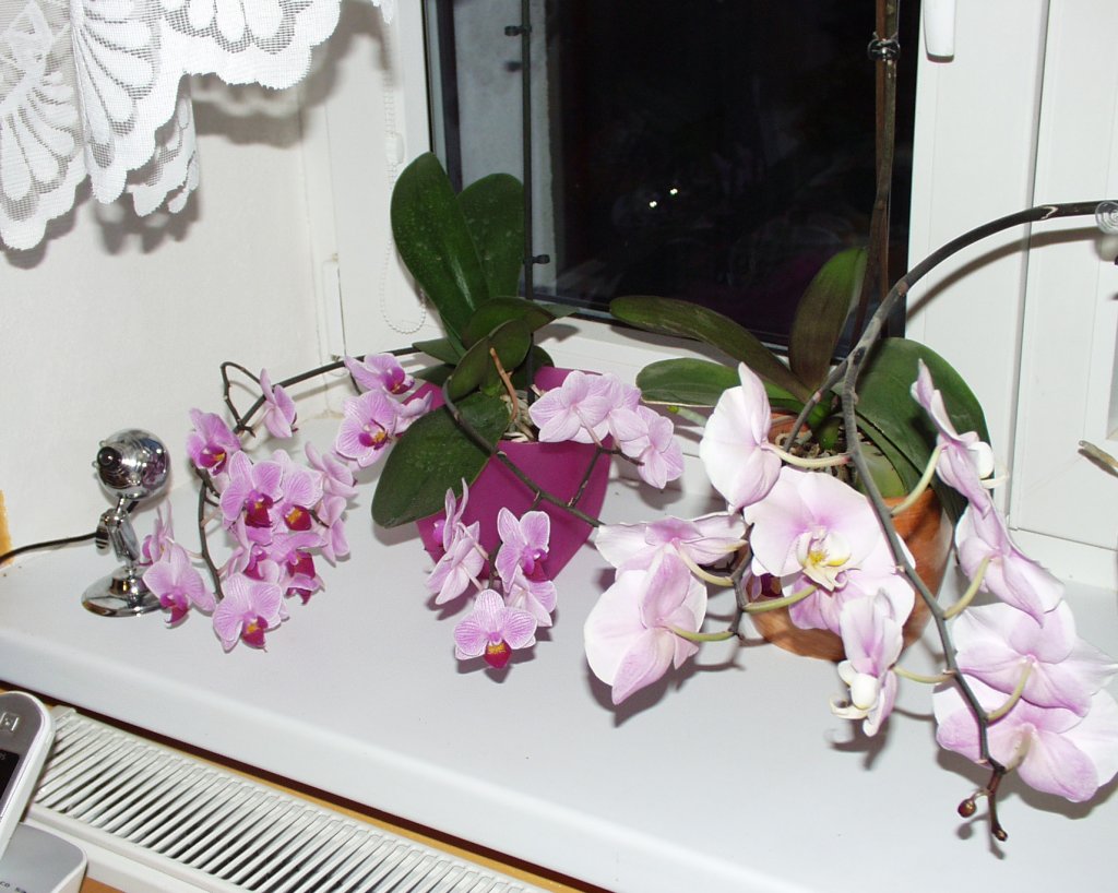 moje chlouba orchideje
