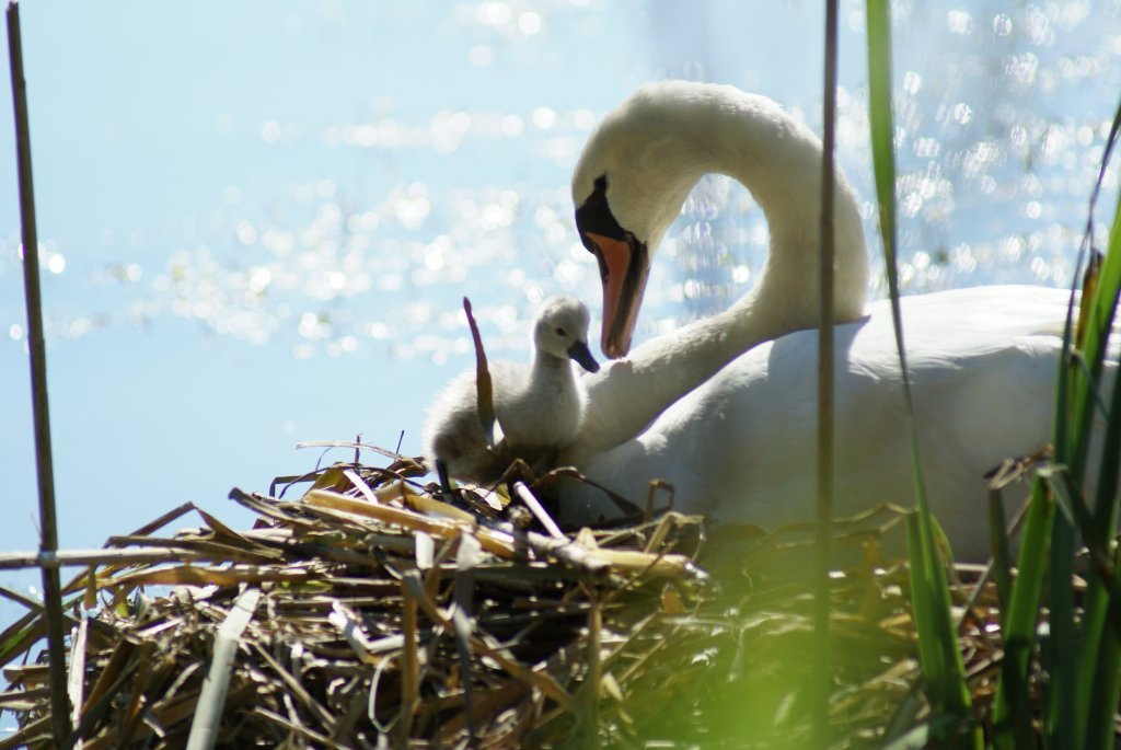 Plzeň-příroda a okolí