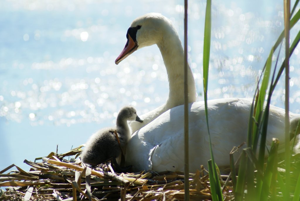 Plzeň-příroda a okolí