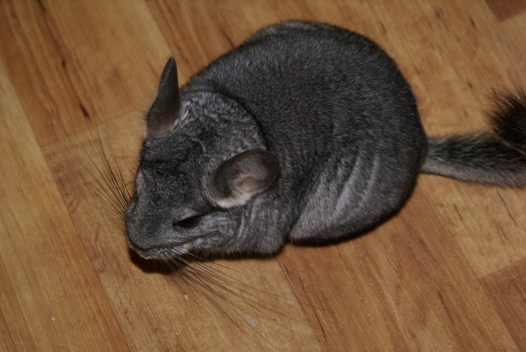 Naše nové mimi od Ježíška