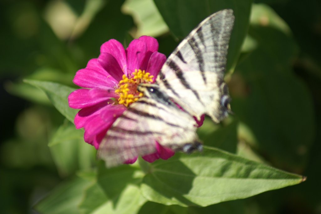 Baška Voda 2012-ostrov Bra