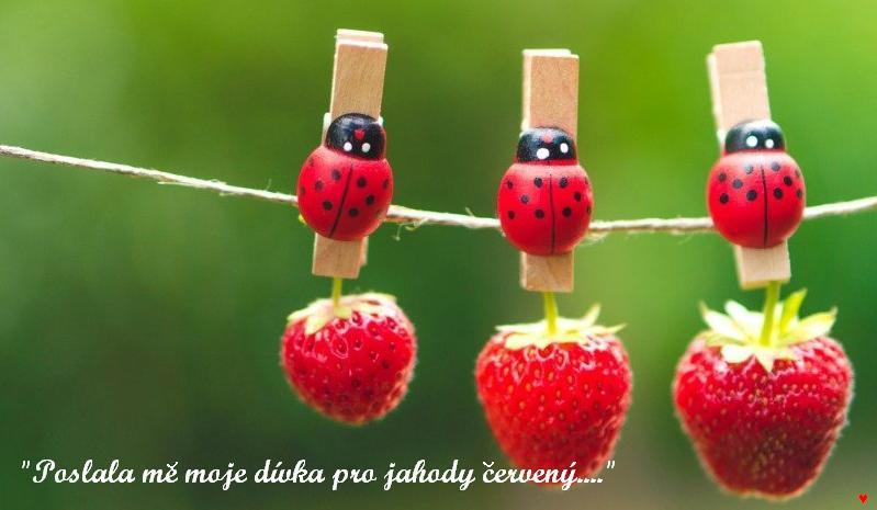 Slepičí polévka pro duši