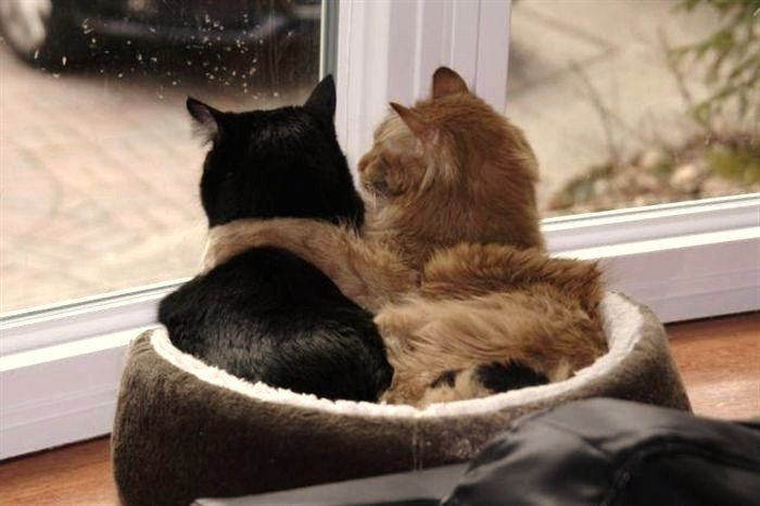 Máme rádi zvířata....