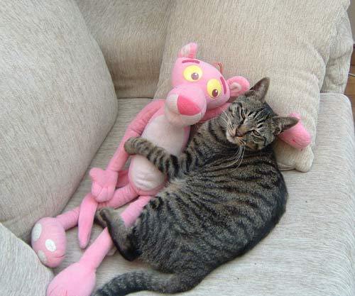 Máme rádi zvířata....