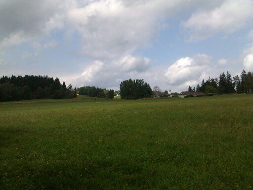 konečně rostou - hřiby na