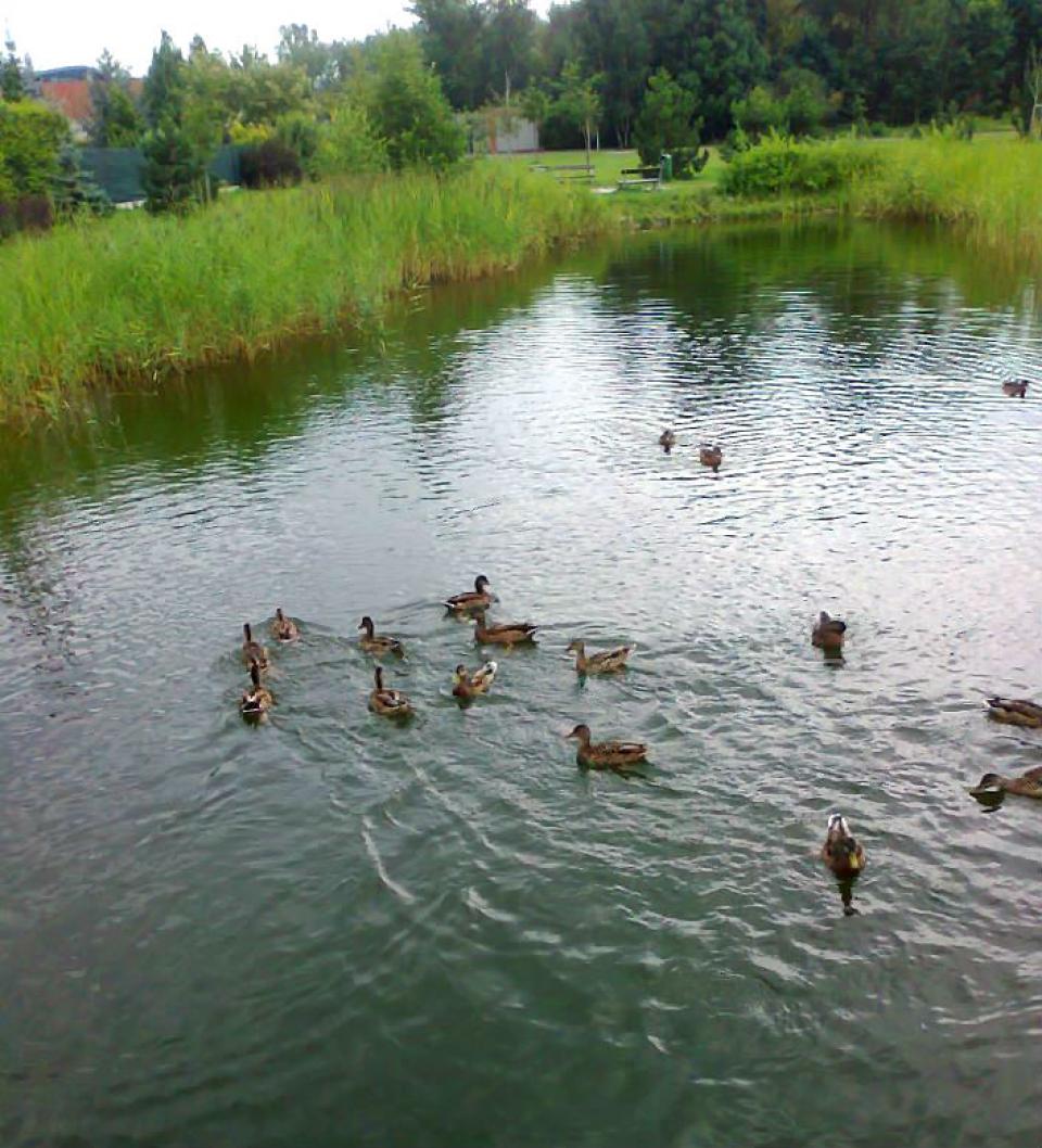 Můj milovaný Hradec - Malšovice