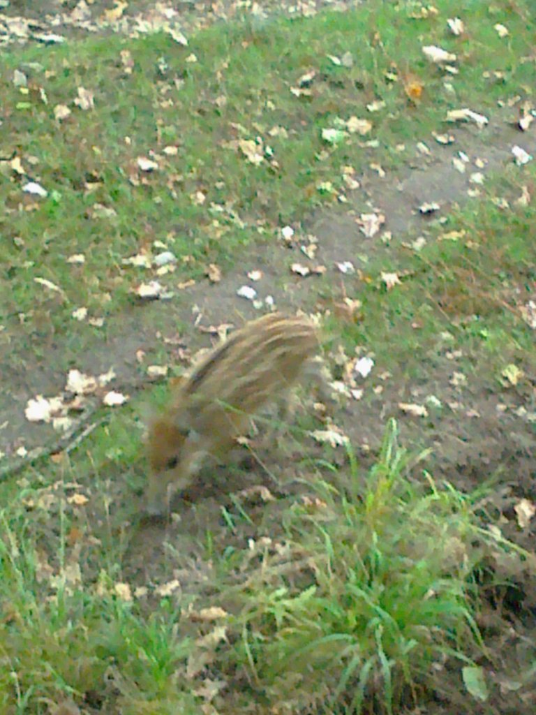 zana a Luky (září 2012 )